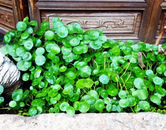 銅錢草放哪里招財(cái)，教你四個(gè)擺放最佳位置