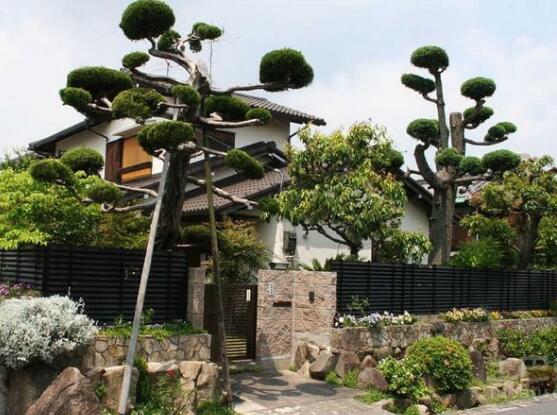 羅漢松能種大門兩邊嗎，可以/趨吉避兇、辟邪化煞