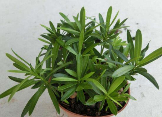 小葉羅漢松的養(yǎng)殖方法，老農(nóng)總結(jié)八大簡(jiǎn)單易學(xué)的養(yǎng)殖技巧