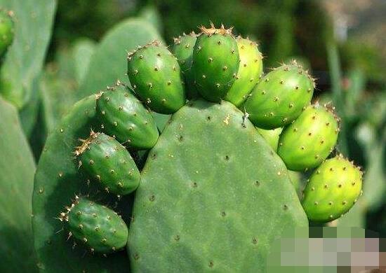 仙人掌的用途與價值，清熱解毒、消炎解暑、開胃健脾、清咽潤肺
