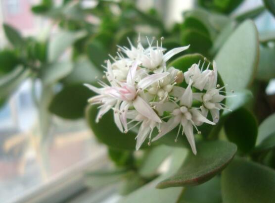 家里養(yǎng)玉樹有什么寓意，家庭和諧、事業(yè)順暢，學業(yè)有成