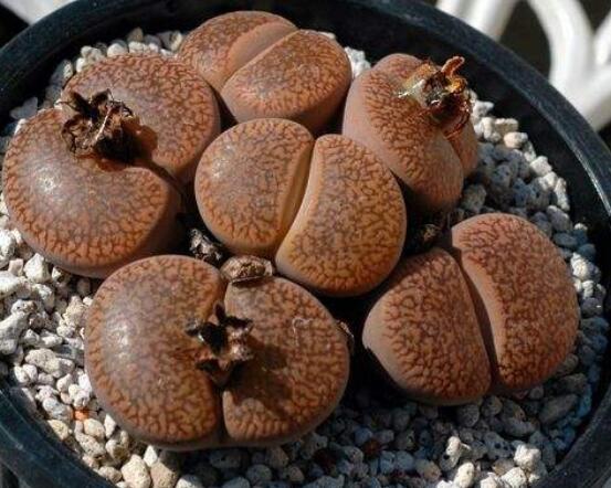 生石花移植方法，做好六點基本步驟成功率百分百