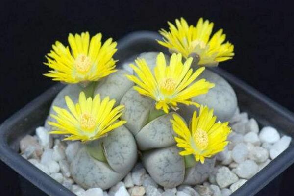 生石花可以活多久，只要養(yǎng)護(hù)得當(dāng)它的壽命可達(dá)百年