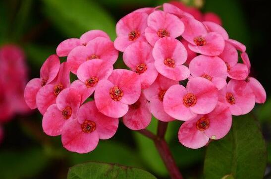 虎刺梅花期，養(yǎng)的好一年四季都可以開(kāi)花