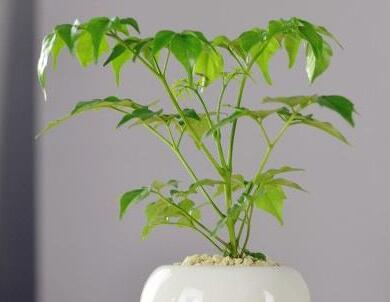 幸福樹的養(yǎng)護(hù)，栽種土壤和水份的施加都要注意