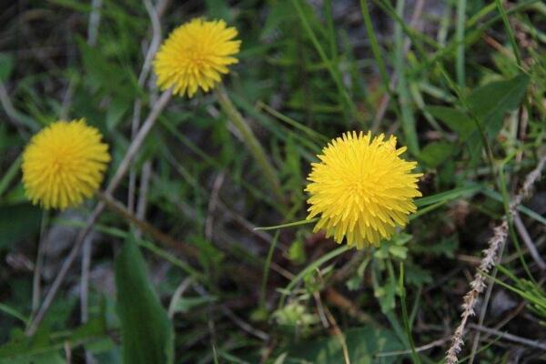 蒲公英的繁殖方式，主要是播種繁殖和移根繁殖
