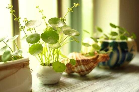 銅錢草泡水喝的作用，利尿排石、抗炎消炎