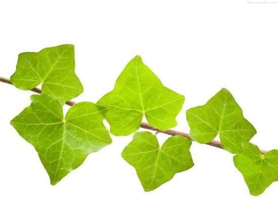 常春藤葉子發(fā)黃的原因有三，讓它重新恢復(fù)生機(jī)