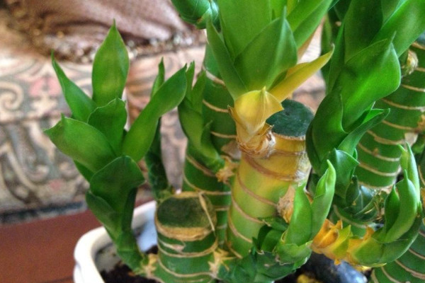 冬天富貴竹葉子發(fā)黃加醋，無論土培還是水培都不建議