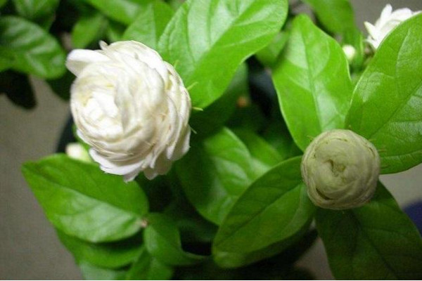 虎頭茉莉有毒嗎，沒(méi)有毒性可以方向養(yǎng)護(hù)