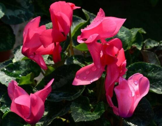 仙客來不長新葉怎么辦，多半是盆土澆水光照導(dǎo)致