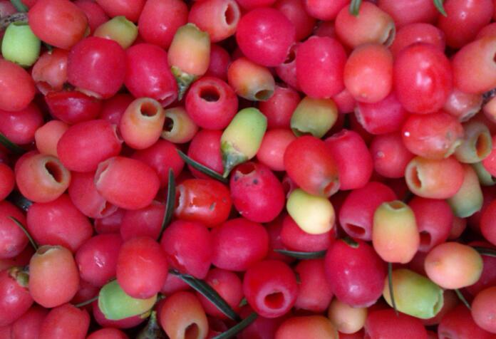 家里養(yǎng)紅豆杉樹好嗎，好/放在家中的這幾個方位上最好