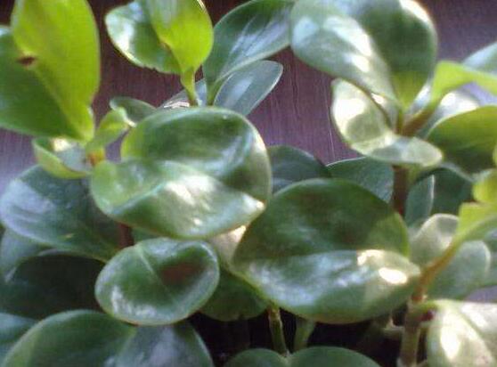 碧玉花怎么修剪，五個基本步驟修剪更加美觀