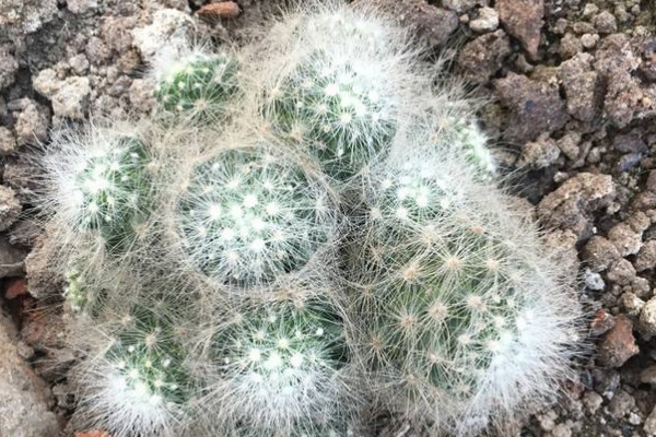 芳香丸仙人球咋養(yǎng)