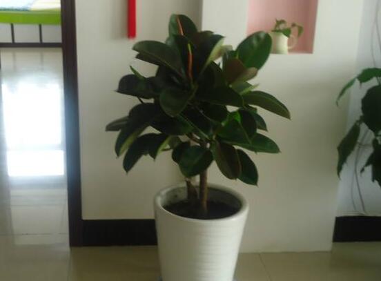 橡皮樹的葉插方法，擇基部下小嫩芽葉片/春秋季節(jié)扦插最佳