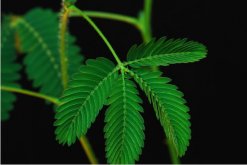 如何種含羞草種子，詳解含羞草播種繁殖