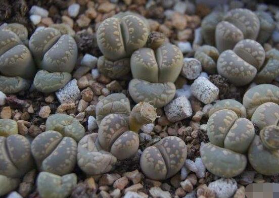 生石花怎么養(yǎng)護(hù)，做好五點(diǎn)生長美觀茂盛