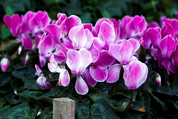 仙客來(lái)有種子嗎怎么播種