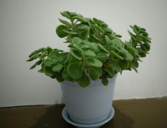 碰碰香怎么養(yǎng)茂盛，只需做好五個(gè)要點(diǎn)盆盆爆滿