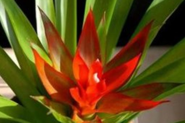 鴻運當頭夏季怎樣養(yǎng)護