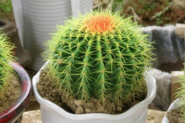 仙人球澆水方法，不同的季節(jié)植株對水分的需求不同