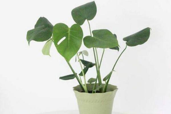 龜背竹什么時(shí)候開(kāi)背，種植半年到一年時(shí)間自然開(kāi)背