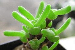 碧光環(huán)冬季怎么養(yǎng)，冬季養(yǎng)護5大要點