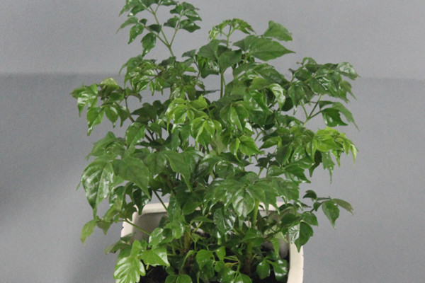 幸福樹施什么肥最好，施氮肥能促進(jìn)枝葉茂盛