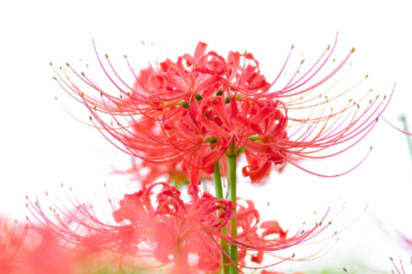 彼岸花秋天開(kāi)花后怎么辦