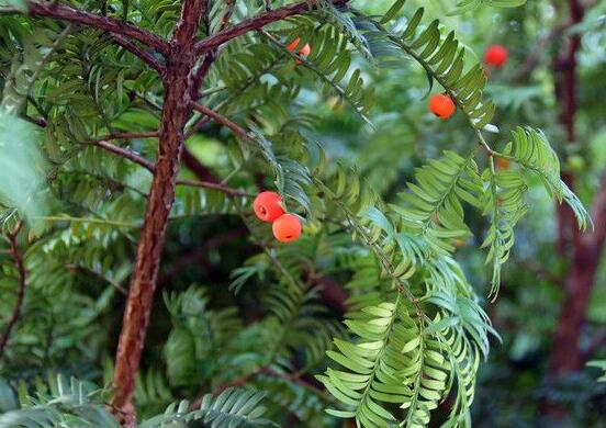 紅豆杉怎么養(yǎng)長得快，教你六種養(yǎng)殖方法生長枝繁葉茂