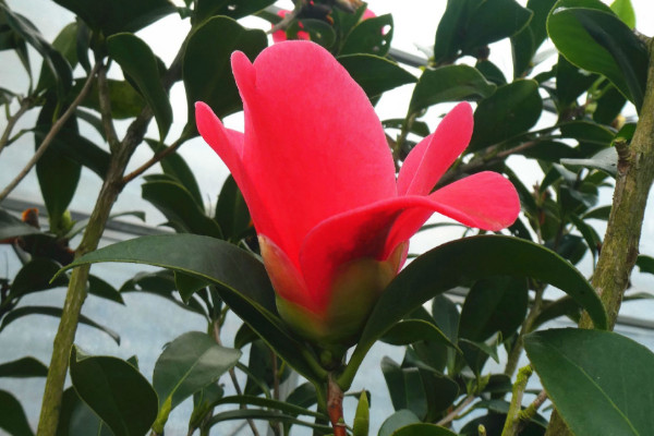 茶花春天什么時候換盆