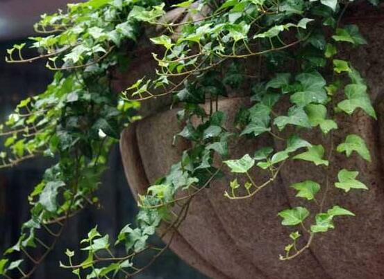 水培常春藤的養(yǎng)殖方法，老農總結的簡單易學三部曲