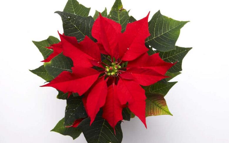 一品紅的寓意，象征冬日中的暖陽(yáng)