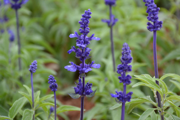 藍(lán)花鼠尾草與薰衣草的區(qū)別，薰衣草花香沁人心脾