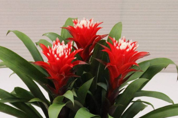 鴻運當(dāng)頭花變黑發(fā)霉了怎么辦