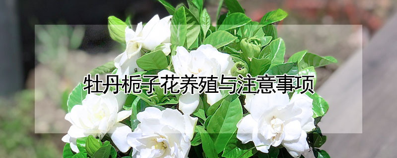 牡丹梔子花養(yǎng)殖與注意事項(xiàng)