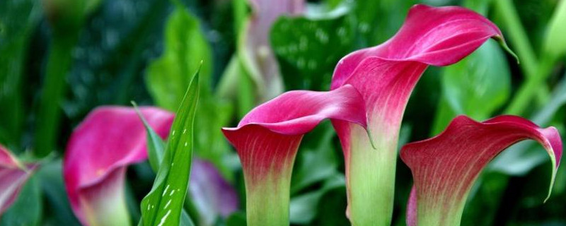 馬蹄蓮北方怎么養(yǎng)殖