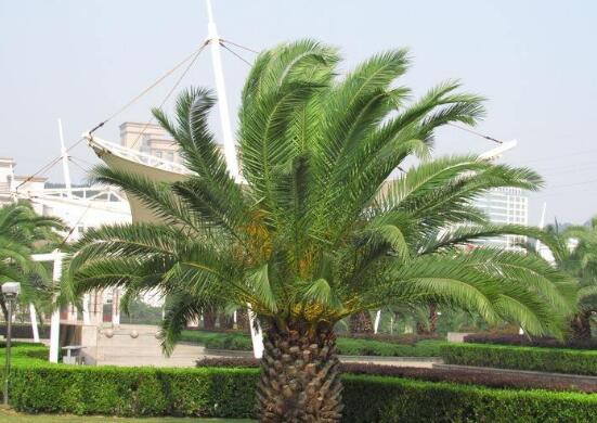 鐵樹什么時(shí)候開花，鐵樹十年開一次花