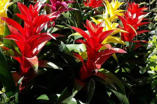 鴻運(yùn)當(dāng)頭頭斷了怎么辦