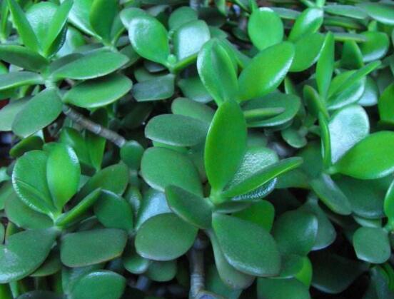 景天樹(shù)和玉樹(shù)的區(qū)別，教你兩種最容易分辨方法(葉型與花型)