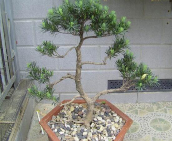 羅漢松盆景養(yǎng)護(hù)方法，老農(nóng)總結(jié)五大最實(shí)際有效方法