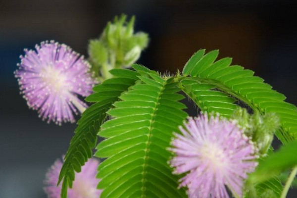 含羞草為什么會(huì)害羞