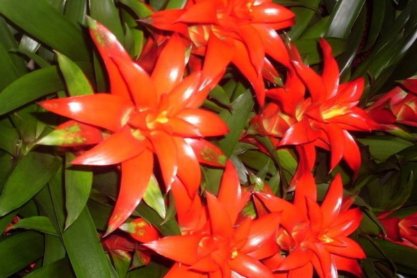 鴻運(yùn)當(dāng)頭不開花怎么辦