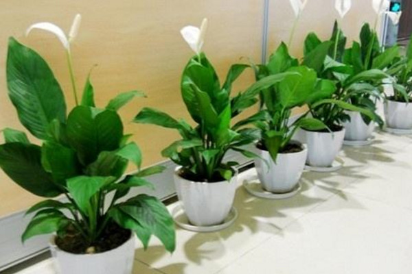 一帆風(fēng)順怎樣扦插，它是不能進行扦插的