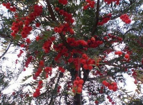 紅豆杉怎么養(yǎng)殖，紅豆杉養(yǎng)殖方法