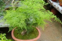 剪下來(lái)的文竹能插活嗎，文竹扦插繁殖的秘訣