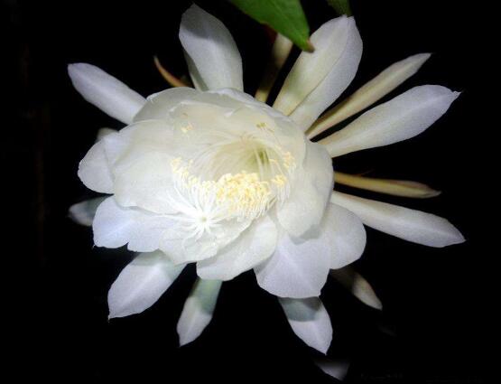 曇花的養(yǎng)殖方法和注意事項(xiàng)，老農(nóng)總結(jié)七大最實(shí)用養(yǎng)殖方法