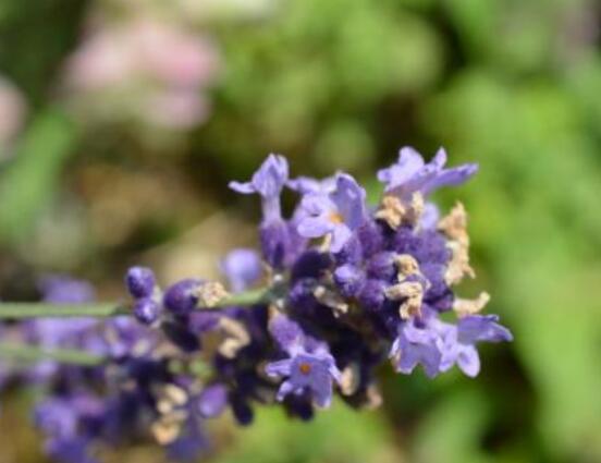 薰衣草的種類(lèi)圖片大全，欣賞最好看的六大品種