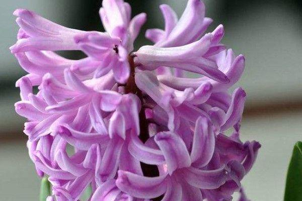 風(fēng)信子水培多久長(zhǎng)根