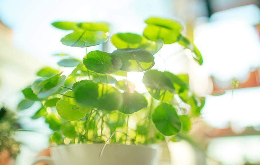 銅錢(qián)草放在什么位置好，放在陽(yáng)臺(tái)上最合適
